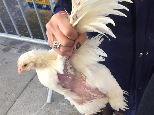 My Sins Are Cleared For The Year, But The Chicken Isn’t So Lucky